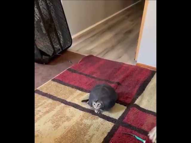 Котенок-черепаха смотреть онлайн