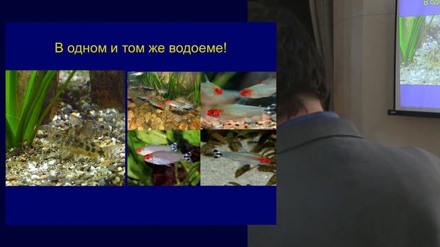 Половой отбор? Павлины против! | Илья Рухленко. Зачем павлину такой большой и яркий хвост? смотреть онлайн