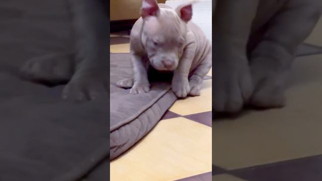 Продаются мальчик и девочка классик стандарт смотреть онлайн