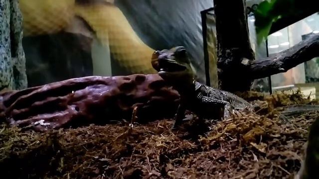 Контактный зоопарк 2017 "Борьба ящерицы с червяком" смотреть онлайн