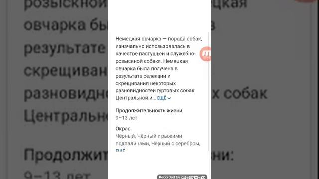 Топ 4 породы собак которые из маленьких размеров превращаются в большую породу. смотреть онлайн