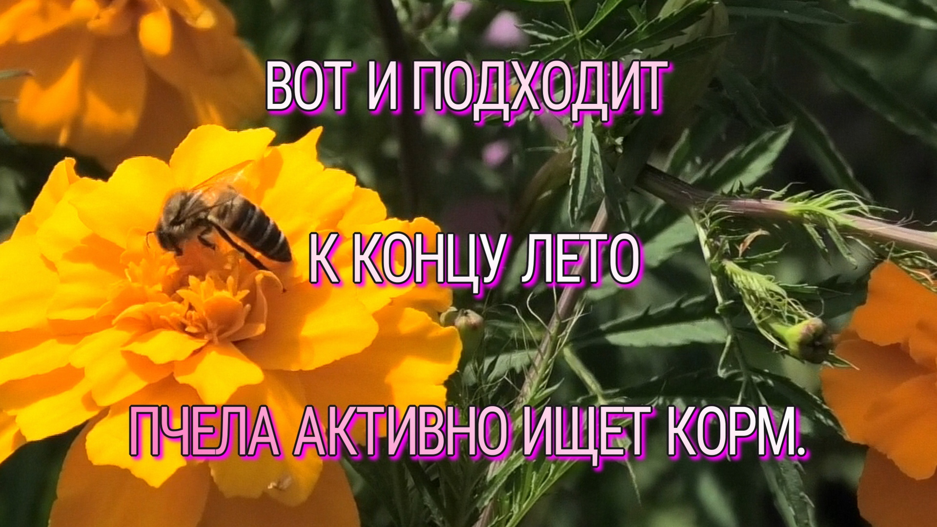 ЛЕТО НА ФИНИШЕ,ПЧЕЛА АКТИВНО ИЩЕТ КОРМ..mp4 смотреть онлайн