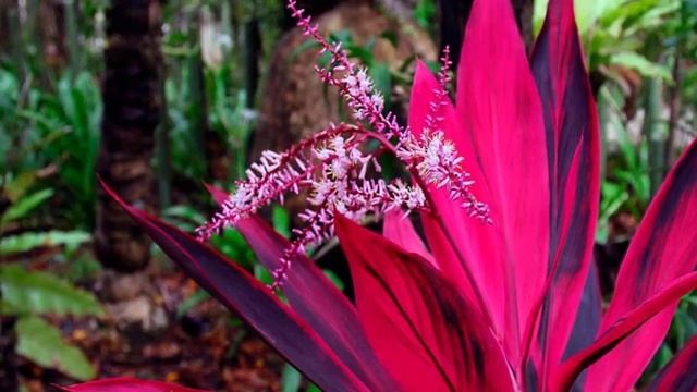 Пересадка Кордилины. Выбор горшка и грунта для растения. смотреть онлайн