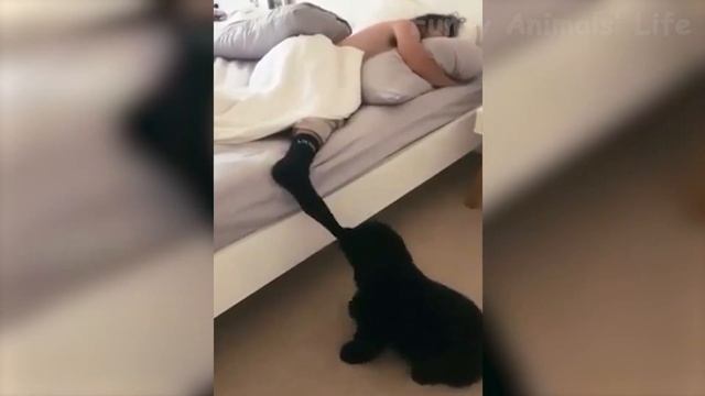 Cute Dogs And Cats That Will Make You Laugh ? - Funny Animals Compilation #7 ? смотреть онлайн