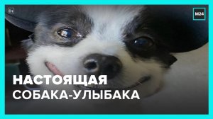 Собака, которая всегда улыбается — Москва 24