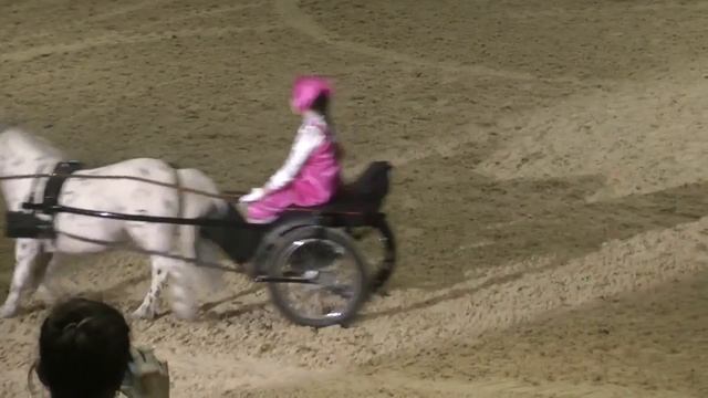 Appaloosa pony Donatella смотреть онлайн