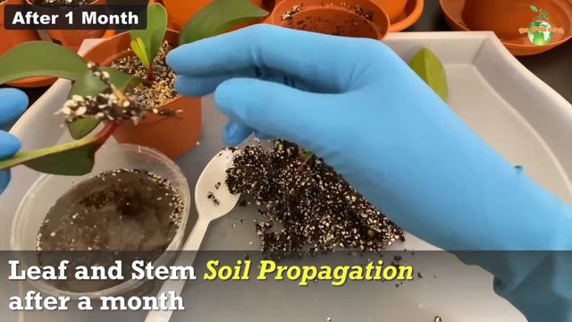 Peperomia Propagation Updates : 2 Easy Methods - Soil & Water | Indoor Plants смотреть онлайн