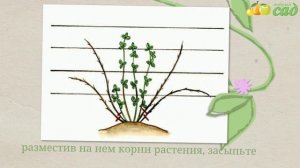 Посадка ежевики - как правильно посадить ежевику