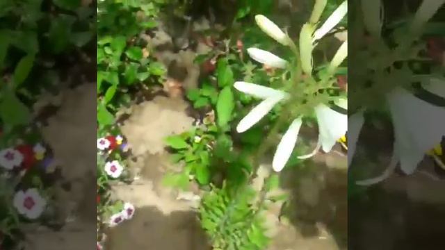 tulpan gulu смотреть онлайн