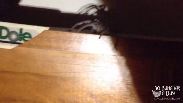 How I Deal With Big Australian Spiders In My Bedroom смотреть онлайн