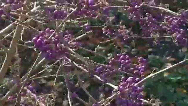 Красивоплодник Бодиньера (Callicarpa bodinieri) смотреть онлайн