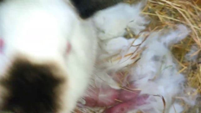 ОСМОТР ГНЁЗД С НОВОРОЖДЕННЫМИ КРОЛЬЧАТАМИ. ОБЗОР БРУДЕРА ДЛЯ ПЕРЕПЕЛОВ./ДЕРЕВЕНСКИЕ БУДНИ. смотреть онлайн