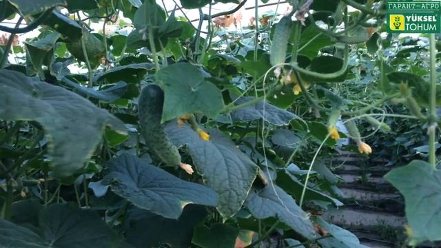 Обзор ангаров с огурцом ЛЮТОЯР F1, в сорокаградусную жару смотреть онлайн