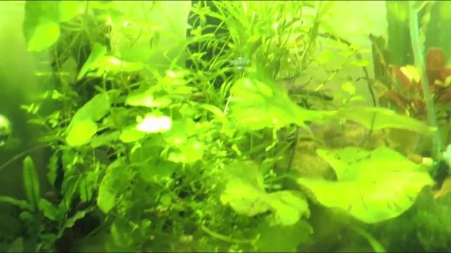 Аквариумные растения. Выпуск 2: Гетерантера Остролистная смотреть онлайн