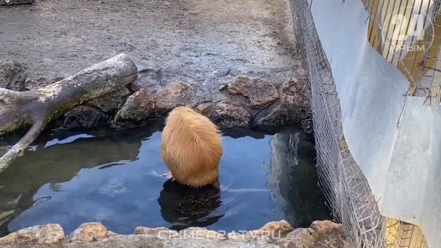 В Бахчисарайском зоопарке к зиме готовы! смотреть онлайн