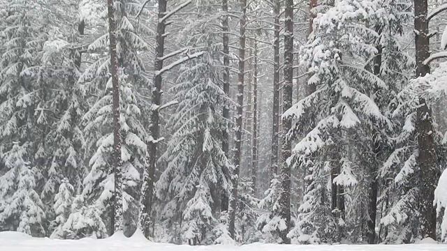 Поздравляю с Новым 2019 Годом и Наступающим Рождеством / Гуляю по лесу в снегопад смотреть онлайн