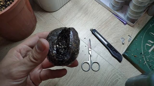 Укоренение драцены без обрезки смотреть онлайн