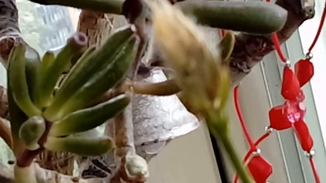 Кроссандра распустила первый колосок. смотреть онлайн