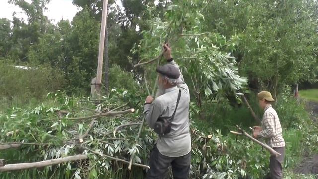 Обиходили дерево и ветки на костёр увозим. 21. 06. 2016 смотреть онлайн