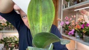 ОРХИДЕИ и ЖЕЛТЫЕ ПЯТНА на ЛИСТЬЯХ орхидей / орхидея КЛОН и мериклон что это?