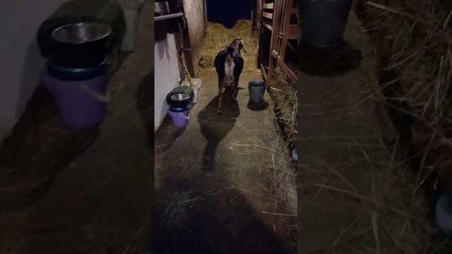 Бонита, мама Хагрида, перед третьим окотом. Не продается!!! смотреть онлайн