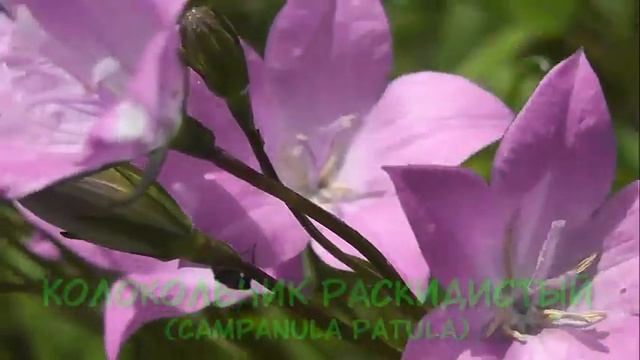 НЕМНОГО БОТАНИКИ: Колокольчик раскидистый смотреть онлайн