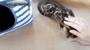 DIY Игрушки для котёнка своими руками.