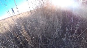 Охота на утку с двустволкой осенью с подхода.