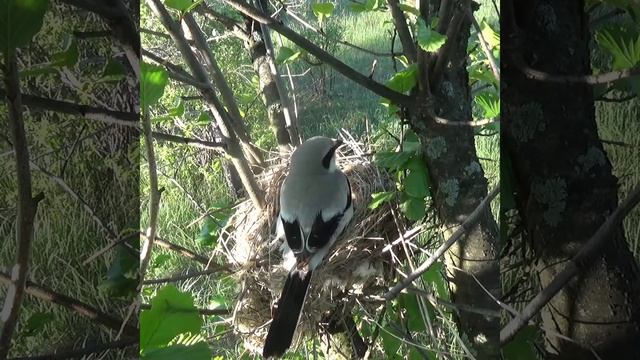 Серый сорокопут разделывает добычу и носит птенцам Shorts (Lanius excubitor) смотреть онлайн