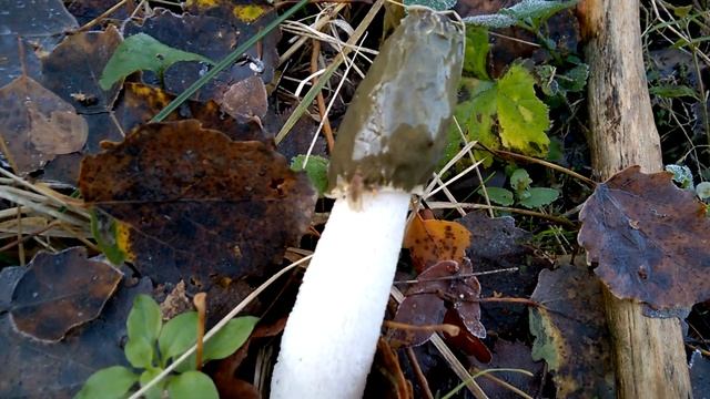 Grzyby - Sromotnik bezwstydny (Phallus impudicus) - inne stanowisko, wśród traw - grudzień 2019 смотреть онлайн