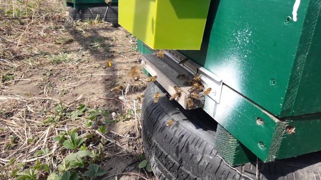 Скоро сбор пыльцы смотреть онлайн