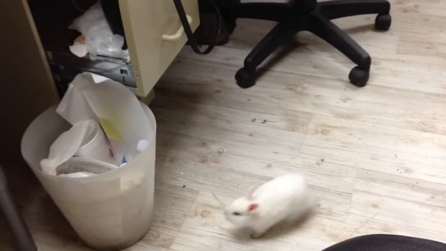 Miko Jordan - funny bunny jump into the trash can смотреть онлайн