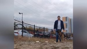 Немецкая овчарка понимание с полуслова. Вечерняя разминка. German Shepherd understanding at a glanc