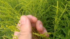 Золотарник канадский как лекарственное растение