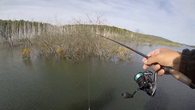Кысыкуль тизер  Выманиваем щуку из кустов воблером и ловим. Snoekvissen Pikefishing Hecht Angeln