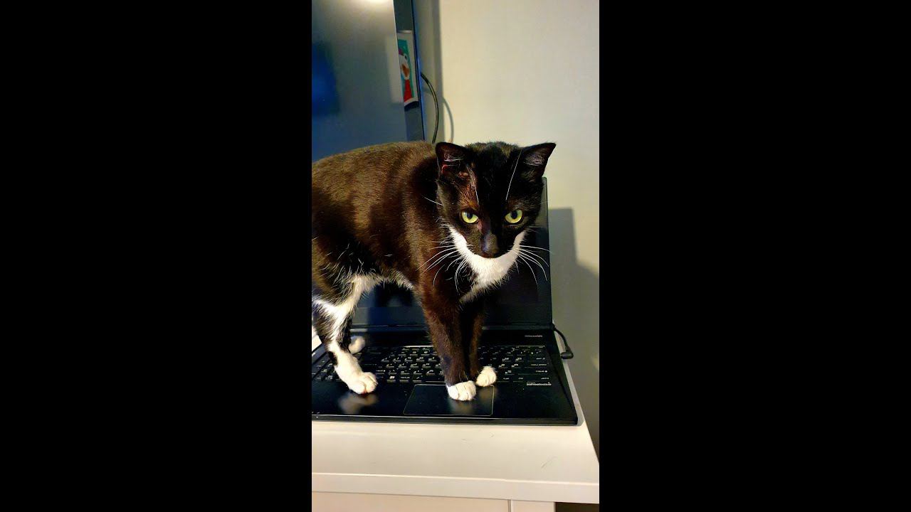 Когда ноутбук становится лотком смотреть онлайн