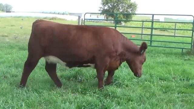 BFS Royal Ruby FA 005 смотреть онлайн