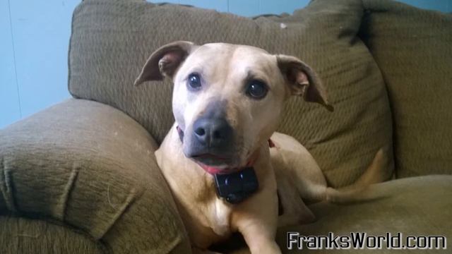 Dogs React to Fine Brothers React World смотреть онлайн