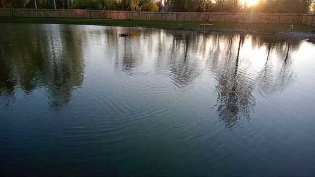 Доставка Мальков Форели в Тверскую область! смотреть онлайн