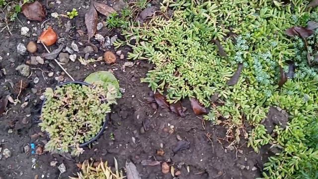 #Запорожье / зима не помеха росту 🌿 смотреть онлайн