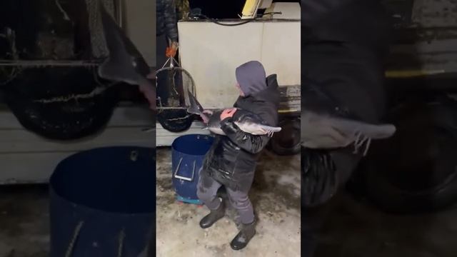 Огроменная белуга это шок ? #Рыбалкадлядуши #белуга смотреть онлайн