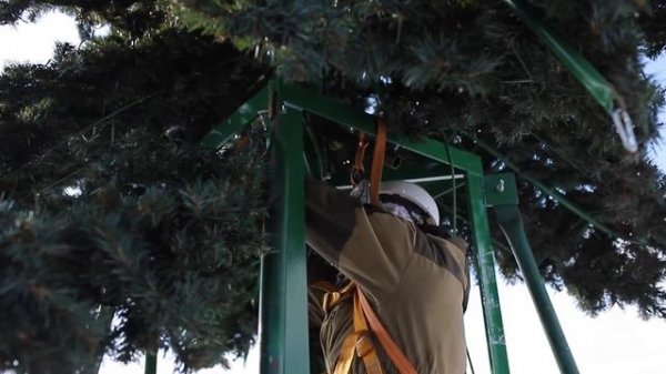 Сборка ели "Таежная" от GreenTrees (фрагмент)