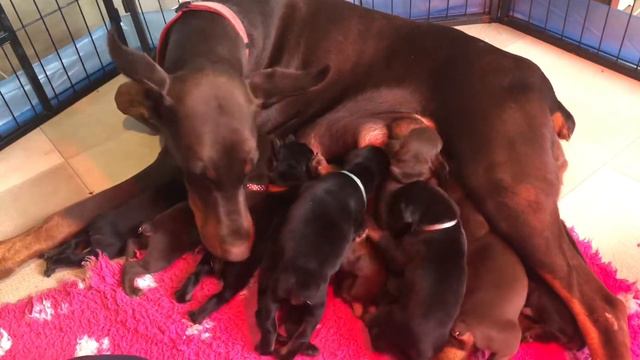 doberman puppies - betelges kennel - 10 days old смотреть онлайн