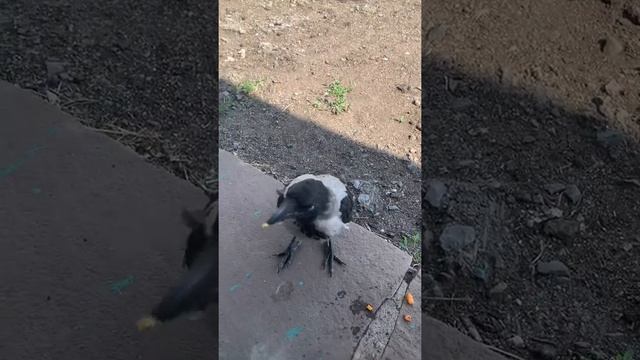 Каркуша, серая ворона летает у дома и просит кушать смотреть онлайн
