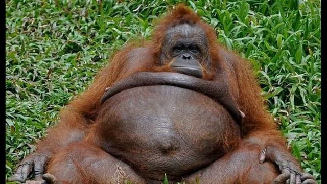 самые смешные животные фото, видео слайд шоу с животными. смотреть онлайн