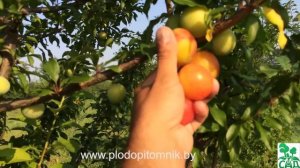 Алыча сорт Мара