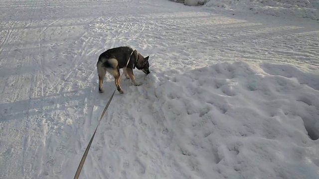 Все сама! и выгуливаю себя сама!