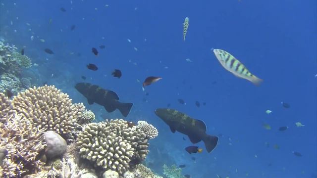 SAFARI ISLAND Maldives mars 2014 смотреть онлайн