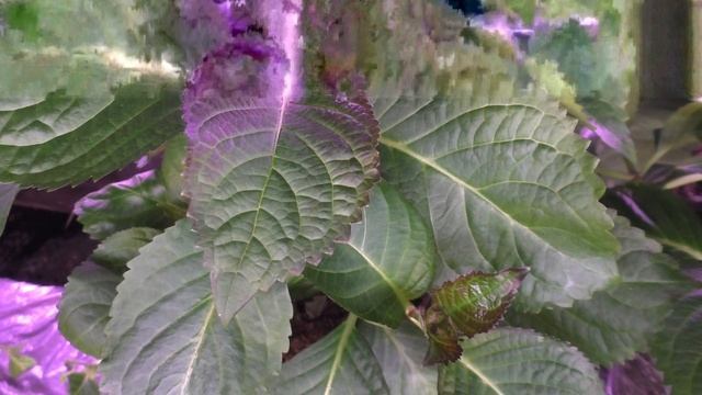 как ускорить цветение гортензии к 8 марта (прореживание, черенкование) смотреть онлайн