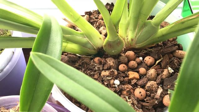 Обзор орхидей на западном балконе 2.12.2017 смотреть онлайн